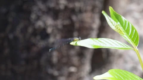 A damselfly is resting on a green leaf Stock Footage 304062735