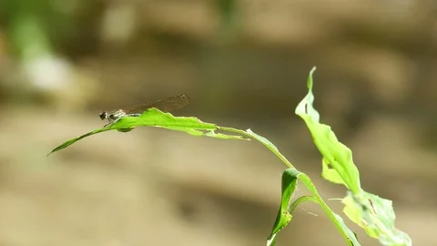 Damselfly resting on the leaf Stock Footage 99655470