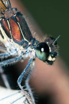 Damselfly resting; particular Foto stock