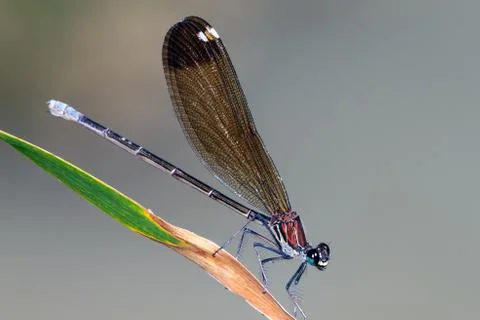 Damselfly resting Stock Photos