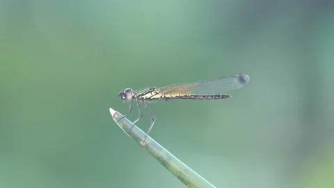 Damselfly resting on the plant Stock Footage 134638405