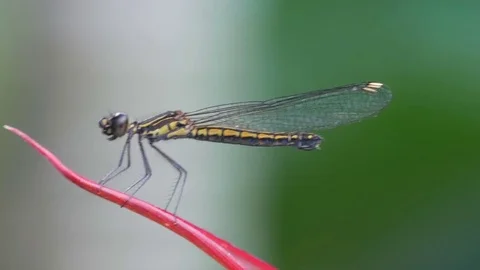 Damselfly resting on the plant leaf Stock Footage 79504601