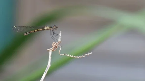 Damselfly resting on the plant tip Stock Footage 82710717
