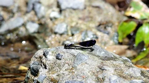 Damselfly resting on the stone Stock Footage 50117027