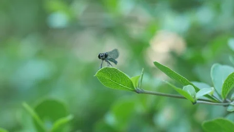 Damselfly resting on the tree shoot Stock Footage 97391788