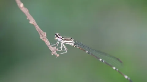 Damselfly resting on the twig Stock Footage 97391926