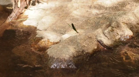 Damselfly On The Rock Stock Footage 43190336
