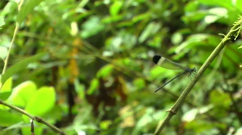 A Damselfly Sits on a Branch Video stock 60436742