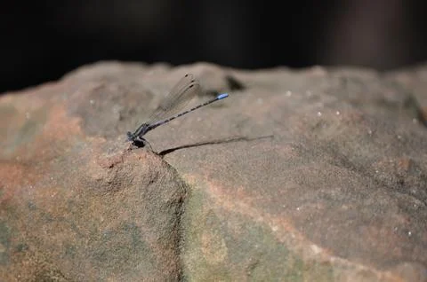 Damselfly sitting on a rock tiny dragonfly Foto stock