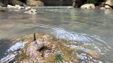 Damselfly Takes Flight From River Rock, Gentle Water Flow, Low Angle Stock Footage 325646504