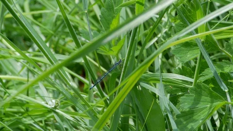 Damselfly Takes it Easy Stockbeeldmateriaal 98253234