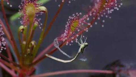 Damselfly trapped in Spatulate-leaved Sundew, N. Carolina USA 스톡 동영상 77170992