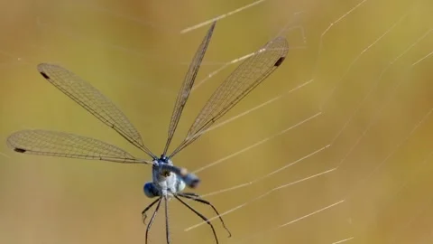 Damselfly trapped in spiderweb. Stock Footage 307263616