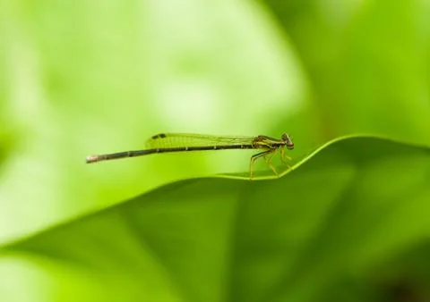 Damselfly in the wild Stock Photos