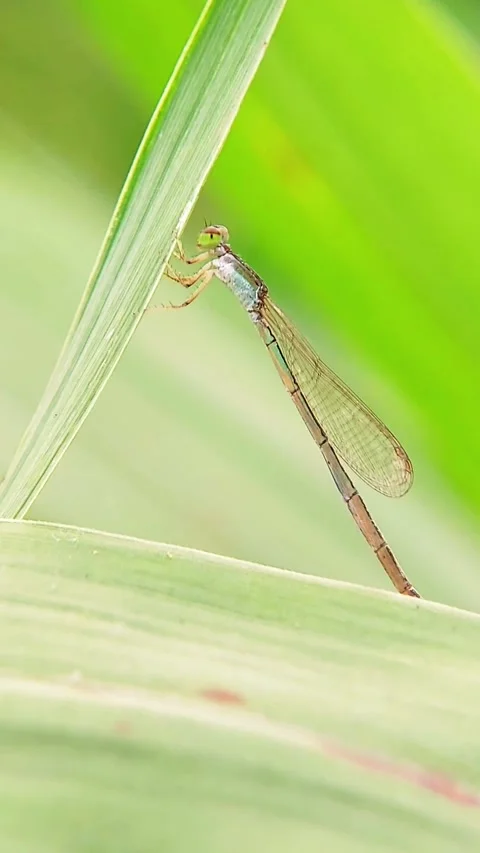 Damselfly Zygoptera Clinging on Green Leaf Vertical Video 4K Stock Footage 345971876