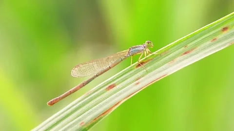 Damselfly Zygoptera Resting on Green Leaf Macro Slow Motion 4K Video Stock Footage 345971738