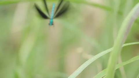 Damselfy on Stalk Flying Away Stock Footage 319067437