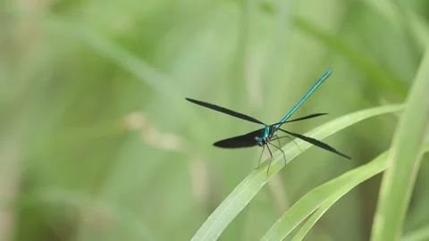 Damselfy on Stalk Spreading Wings 2 Stock Footage 319070158