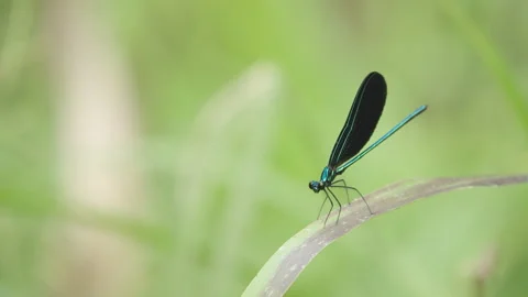 Damselfy on Stalk Spreading Wings Stock Footage 319069485