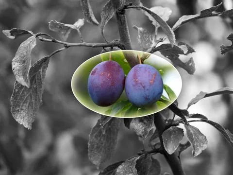 Damson Stock Photos