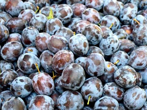 Damson Stock Photos