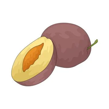 Damson Plum illustration Illustrazione stock