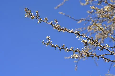 Damson Plum Stock Photos