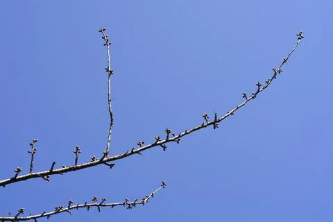 Damson Plum Stock Photos