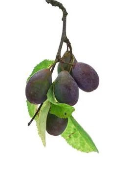 Damson sprig Stock Photos