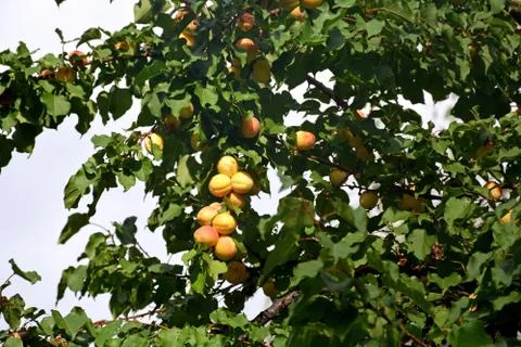 Damson Tree background wallpaper Stock Photos