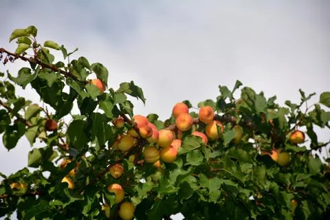 Damson Tree background wallpaper Foto stock