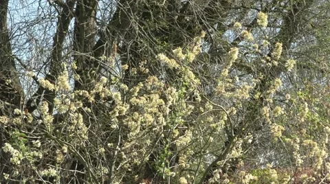 Damson tree blossom Stock Footage 49639662