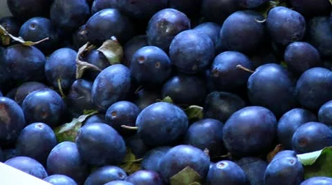 Damsons Video stock 22636978