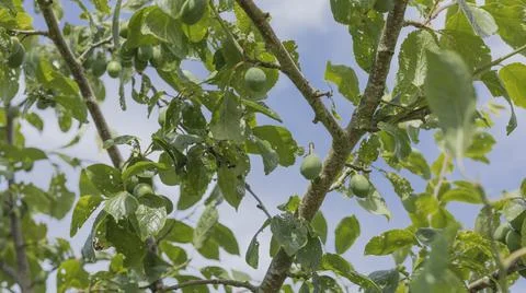 Damsons on a tree which are not ripe Stock Photos