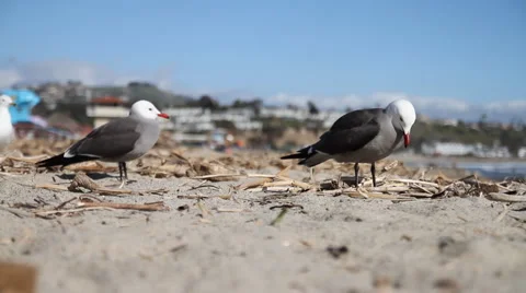 Dana Point, CA-seagulls Stock Footage 1182189
