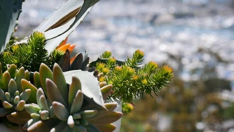 Dana Point Harbor Blur Switch Plant Succulent Stock Footage 122597448