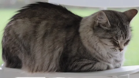 Dana in relax Vídeo Stock 106949105