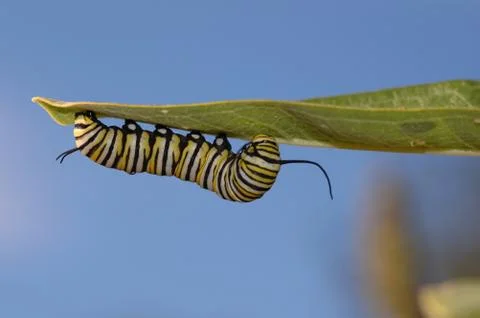 Danaus plexippus Stock Photos