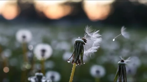 Dance of ai dandelions Stock Footage 332237649