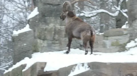 The dance of the Alpine ibex or steinbock (Capra ibex). 動画素材 21304067