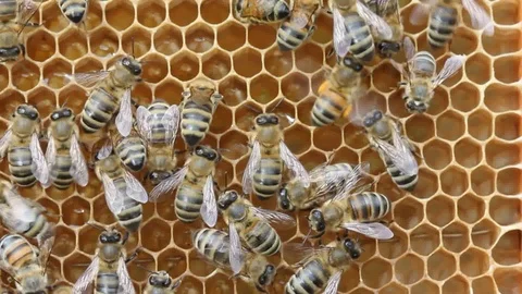 Dance of bee Stock Footage 77376728