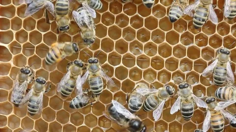 Dance of bee Stock Footage 77376839