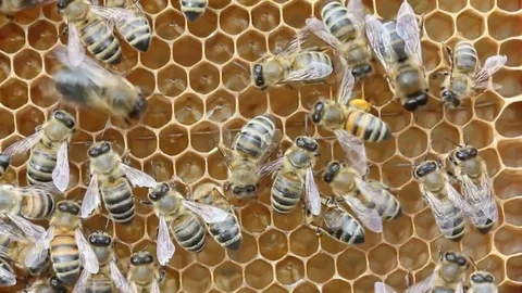 Dance of bee Stock Footage 77406279