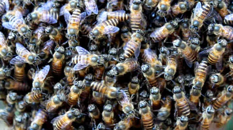 Dance of bees Stock Footage 25401745