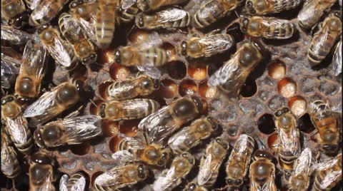 Dance bees Stock Footage 25851799