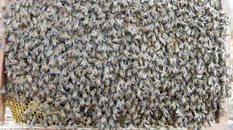 Dance of bees Vídeo Stock 32506228