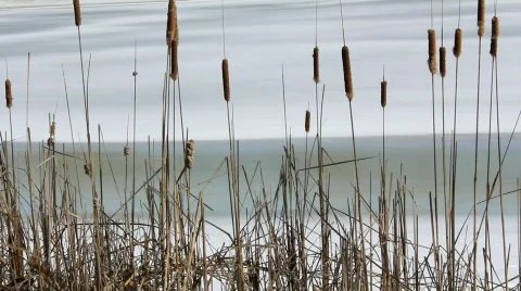 Dance of the Cattails Stock Footage 645237