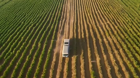 Dance of the Cornfield Avian Stock Footage 271556781