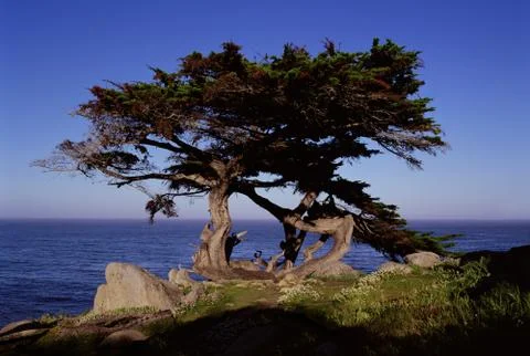 Dance of the Cypress Stock Photos