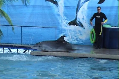 Dance of a dolphin Stock Footage 995055